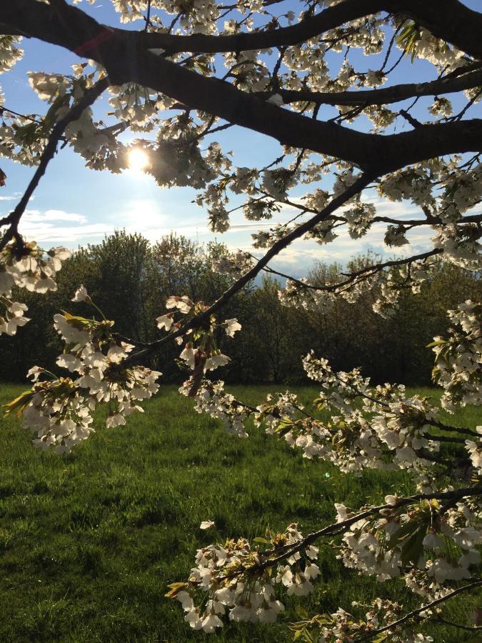 Happy Hill - Appartamento Quercia - Natura E Relax Santa Maria Rocca Εξωτερικό φωτογραφία